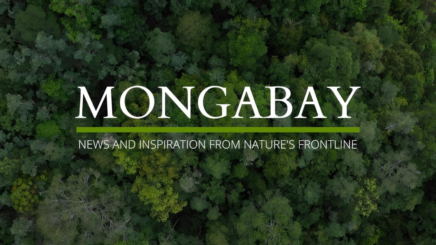 Apply for Mongabay Internship Program